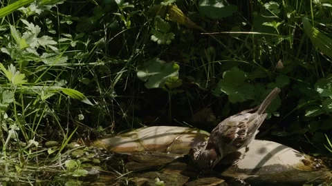 Sparrow drinking at waters edge Stock Footage 309766006