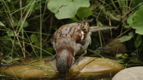 Sparrow drinking at waters edge Stock Footage 309766037