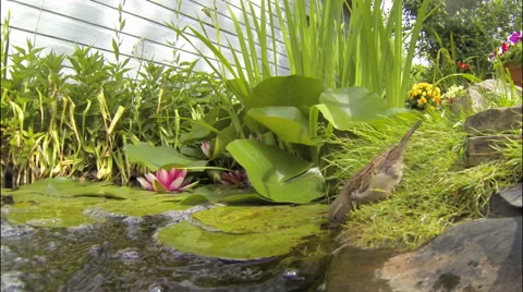 Sparrow Drinks From Garden Pond Stock Footage 64891220