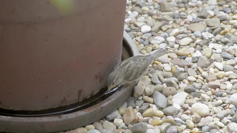 A sparrow drinks water in a pot Stock Footage 77446384