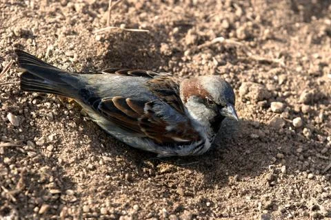 Sparrow in a dust Stock-Fotos