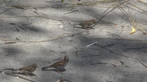 Sparrow eat bread 스톡 동영상 24699453