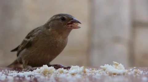Sparrow eat bread on a table in the park 05 Stock Footage 52993724
