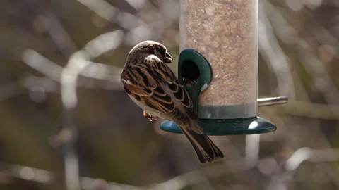 Sparrow eat from the feeder Stock Footage 308361100