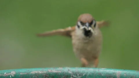 Sparrow Eat a Worm Stock Footage 89733995