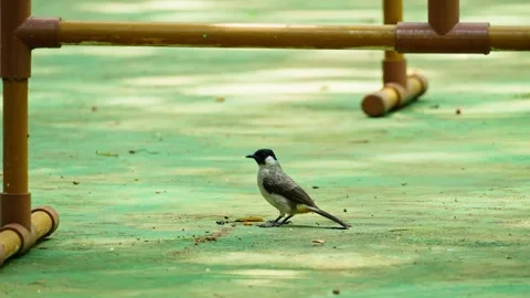 Sparrow eating 10 bit 4k 60fps Stock Footage 269540312