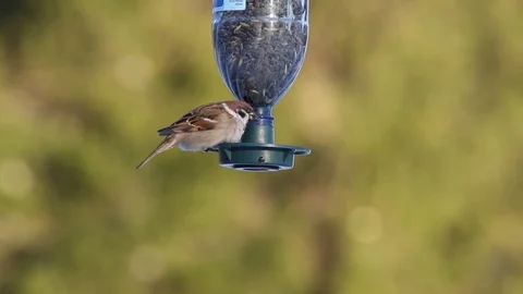 Sparrow eating on a bottle bird feeder Stock Footage 106173466