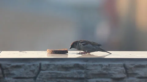 A sparrow eating bread on a reflective surface Stock-Footage 41578838