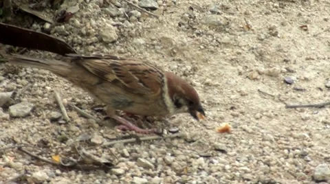 A sparrow eating a cookie Stock Footage 8515124