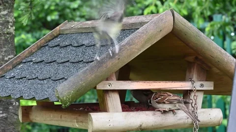 Sparrow eating food Stock Footage 197388410