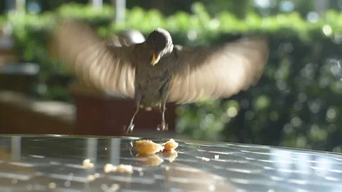 Sparrow eating Stock Footage 219978582