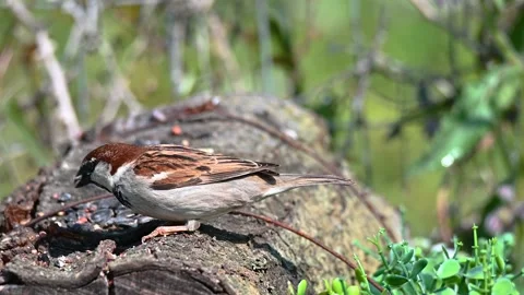 Sparrow eating on a log in the sun Video stock 152703844