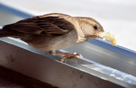 Sparrow eating Stock Photos