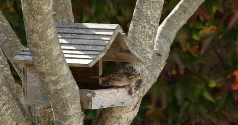 Sparrow eating seeds Stock Footage 106977386