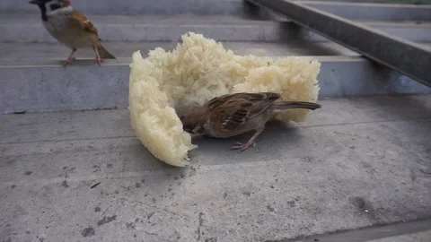 Sparrow eating white rice on a tile Stock Footage 231948131