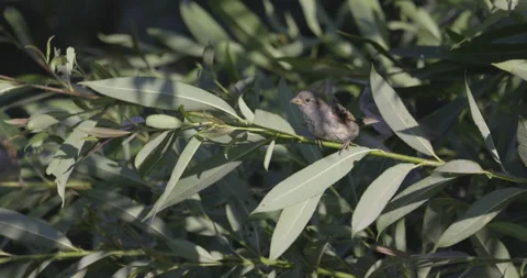 A sparrow eats on a branch, 4K slomo Stock Footage 222028040