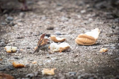 A sparrow eats bread. Bird eating bread. Stock Photos