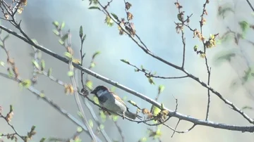 Sparrow eats, cleans his beak in slow motion. Bird tree rapid Stockbeeldmateriaal 86004488
