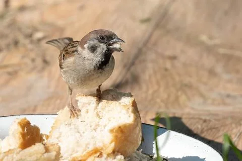 Sparrow eats crumbs Stock Photos