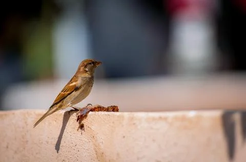 A sparrow eats figs on the parapet Foto stock