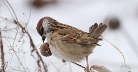 Sparrow eats from a flower and flies away under the snow Video stock 231410593