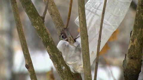 Sparrow eats Stock Footage 99394446