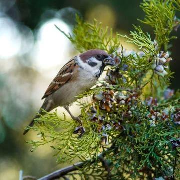 Sparrow eats juniper nuts on a tree branch Stock Photos