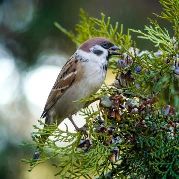 Sparrow eats juniper nuts on a tree branch Stock Photos