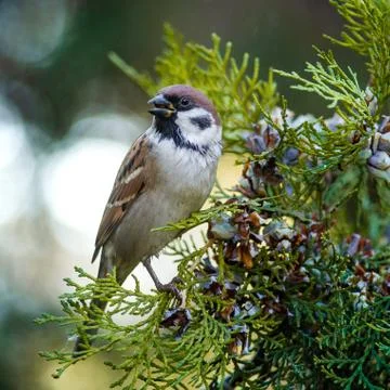 Sparrow eats juniper nuts on a tree branch Stock Photos