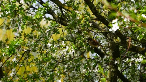 A sparrow eats pests on a flowering cherry plum. Video stock 193526766