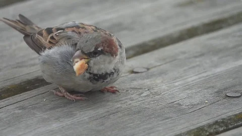Sparrow eats a roll on the bridge, slow motion Stock Footage 74368197