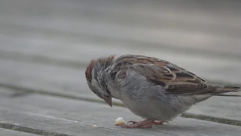 The sparrow eats the roll Stock Footage 74363236
