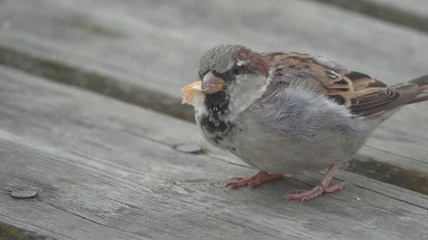 The sparrow eats the roll Stock Footage 74368873