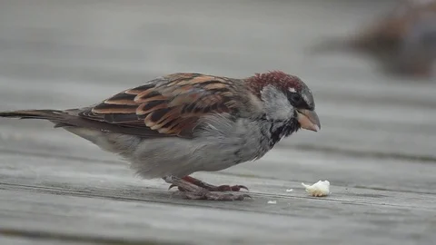 The sparrow eats the roll, slow motion Stock Footage