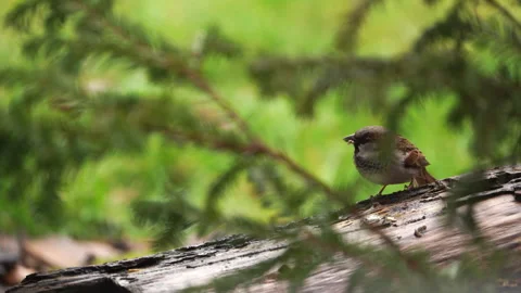 A sparrow eats a seed on a log, then the focus returns to the foreground Stock Footage 273110558