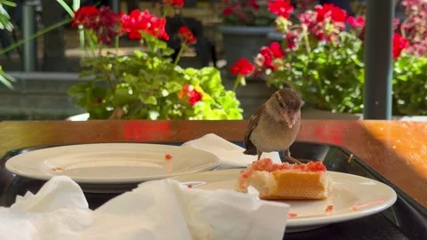 A sparrow eats a Spanish breakfast of bread and tomatoes Stock Footage 337709811