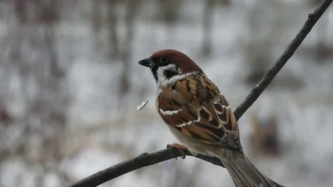 The sparrow eats sunflower seeds sitting on a branch. Video stock 116881586