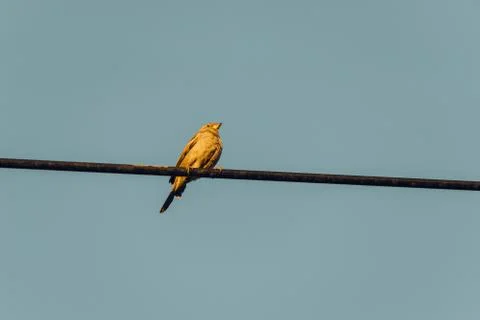 Sparrow on an electric cable Stockfoto's