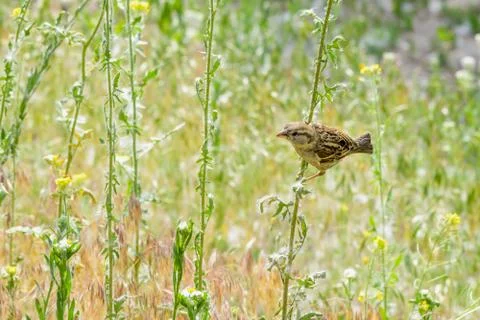 Sparrow Equilibrist 스톡 사진