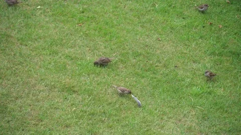 Sparrow with feather in beak Stock Footage 155479041