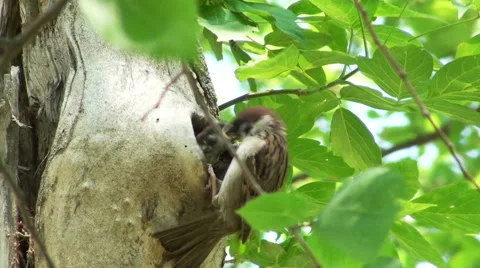 Sparrow fed the hungry chicks in the nest Stock Footage 61202080