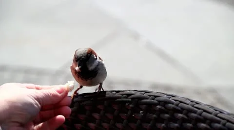 Sparrow - Feed with Hand Stock Footage 10917582