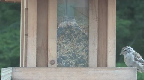 Sparrow at the feeder Stock-Footage 8565901