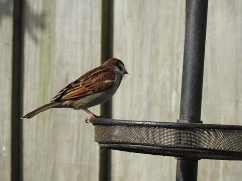Sparrow on a feeder Stock Photos