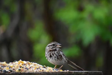 A Sparrow at the Feeder Stock Photos