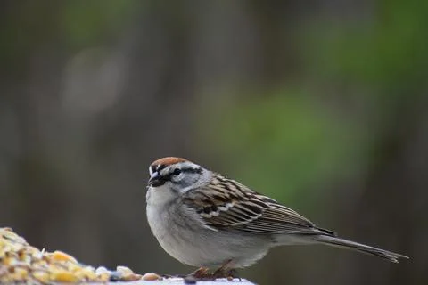 A Sparrow at the Feeder Foto stock