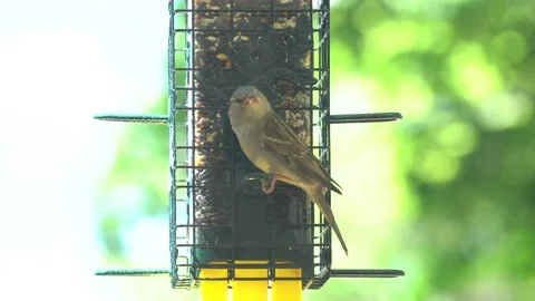 Sparrow feeding from a bird feeder Stock Footage 132276712