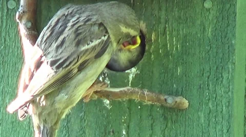 Sparrow feeding chicks Video stock 49918296