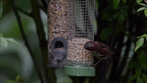 Sparrow feeding. Stock Footage 130128597