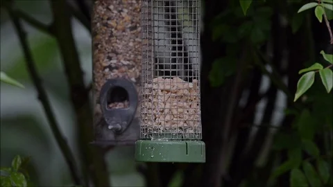 Sparrow feeding. Stock Footage 130128696
